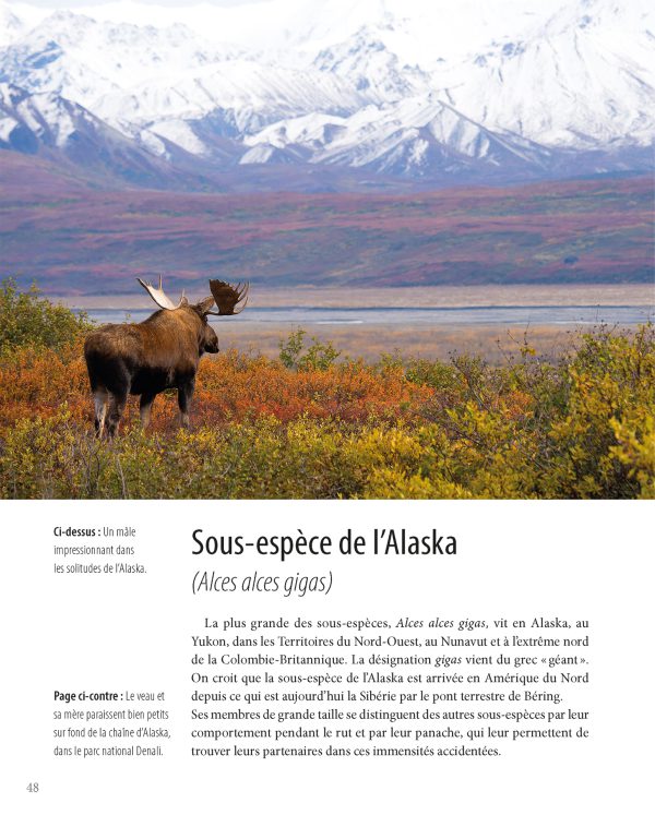 Orignal – Roi des forêts du Nord – Image 2