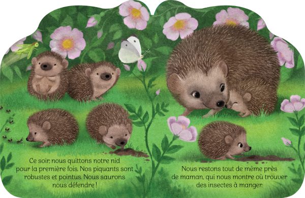 Petit hérisson – Image 2